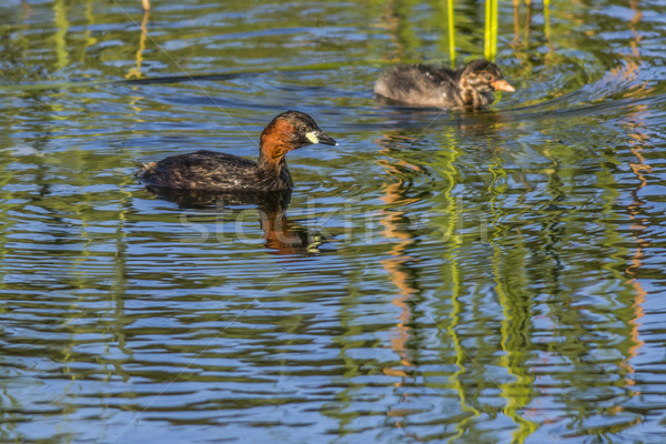 Dabckick (Tachybaptus ruficollis) Stock photo © Rosemarie_Kappler