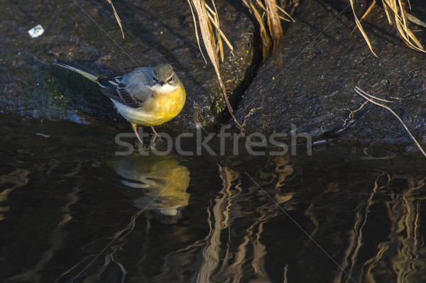 Grey wagtail (Motacilla cinerea) Stock photo © Rosemarie_Kappler