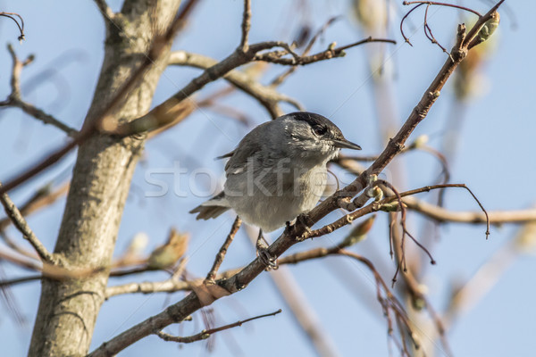 Blackcap (Sylvia atripacilla) Stock photo © Rosemarie_Kappler