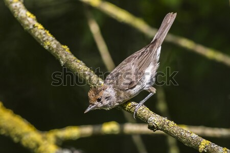 Common whitethroat (Sylvia communis) Stock photo © Rosemarie_Kappler