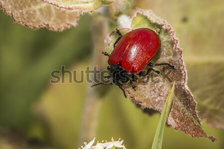 Kırmızı kavak yaprak böcek çim Stok fotoğraf © Rosemarie_Kappler