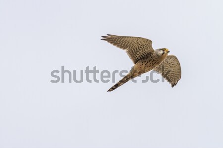 Sitzung Vogel Feder Tier aussehen Freien Stock foto © Rosemarie_Kappler