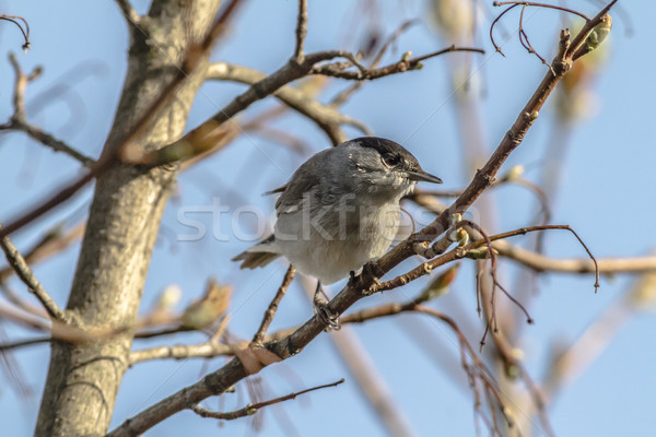 Blackcap (Sylvia atripacilla) Stock photo © Rosemarie_Kappler