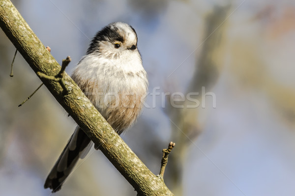 ül ág természet tájkép madár toll Stock fotó © Rosemarie_Kappler