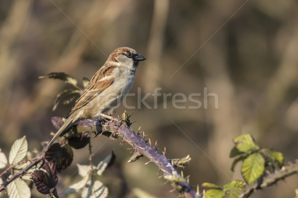 Huis mus vergadering tak natuur vogel Stockfoto © Rosemarie_Kappler