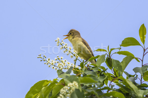 Stock photo: Melodious warbler (Hippolais polyglotta)
