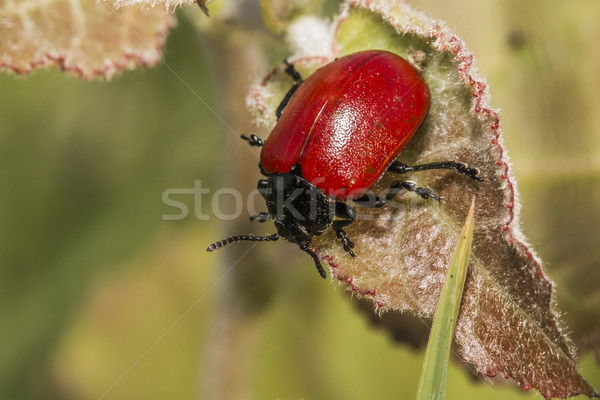 Rojo álamo hoja escarabajo Foto stock © Rosemarie_Kappler