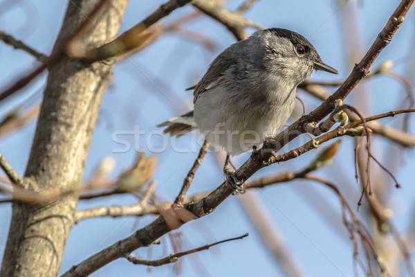 Blackcap (Sylvia atripacilla) Stock photo © Rosemarie_Kappler