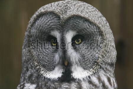 Great grey owl (Strix nebulosa) Stock photo © Rosemarie_Kappler