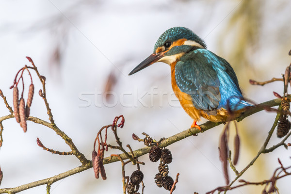 Ijsvogel vergadering tak natuur veer arm Stockfoto © Rosemarie_Kappler