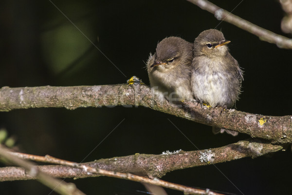 Stock photo: Common whitethroat (Sylvia communis)