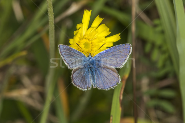 Common blue (polyommatus Icarus) Stock photo © Rosemarie_Kappler