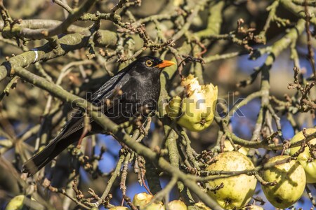 Blackbird (Turdus merula) Stock photo © Rosemarie_Kappler