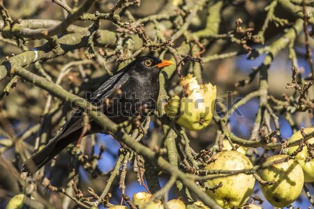 Amsel Sitzung Zweig Natur Landschaft Vogel Stock foto © Rosemarie_Kappler