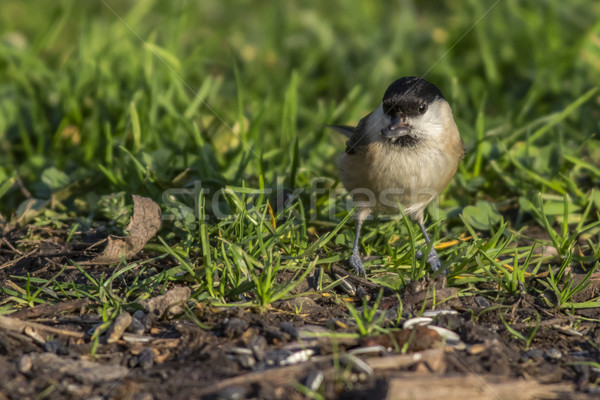 Cici keres természet tájkép madár toll Stock fotó © Rosemarie_Kappler