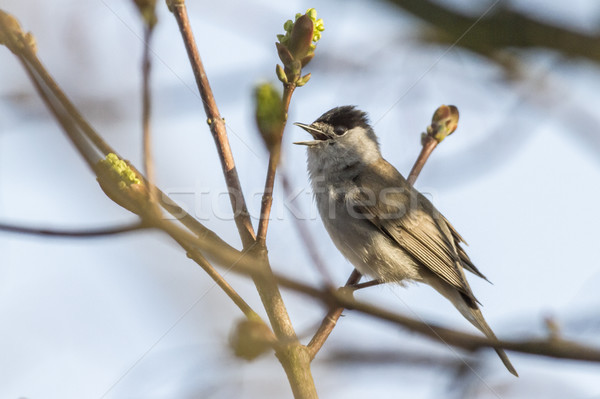 Blackcap (Sylvia atripacilla) Stock photo © Rosemarie_Kappler