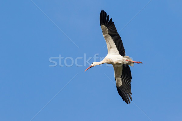 White stork (Ciconia ciconia) Stock photo © Rosemarie_Kappler