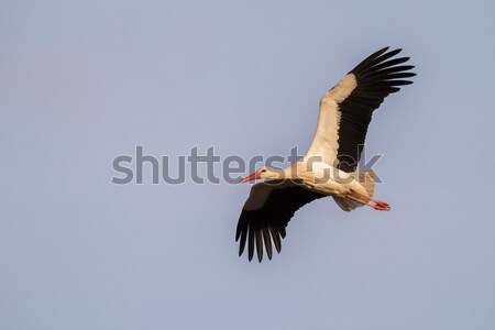 White stork (Ciconia ciconia) Stock photo © Rosemarie_Kappler