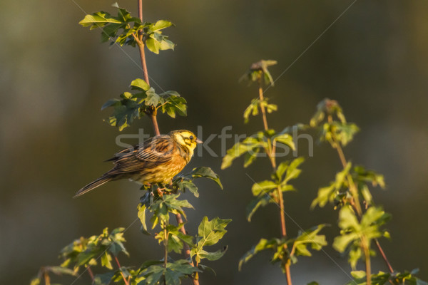 Yellowhammer (Emberiza citrinella) Stock photo © Rosemarie_Kappler