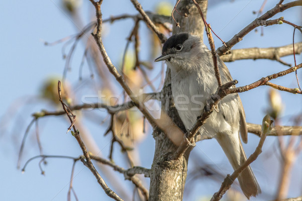 Blackcap (Sylvia atripacilla) Stock photo © Rosemarie_Kappler