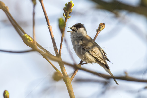 Blackcap (Sylvia atripacilla) Stock photo © Rosemarie_Kappler