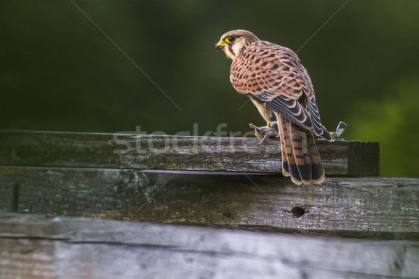 ストックフォト: フィールド · マウス · 鳥 · 羽毛 · 動物 · 見