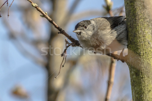 Blackcap (Sylvia atripacilla) Stock photo © Rosemarie_Kappler