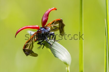 Rojo álamo hoja escarabajo hierba Foto stock © Rosemarie_Kappler