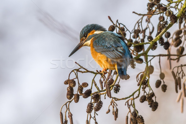 Ijsvogel vergadering tak natuur veer arm Stockfoto © Rosemarie_Kappler