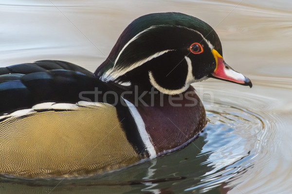 Acorn duck (Ais sponsa) Stock photo © Rosemarie_Kappler
