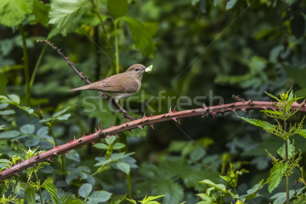 Common nightingale (Luscinia megarhynchos) Stock photo © Rosemarie_Kappler