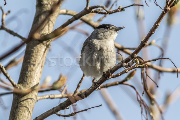 Blackcap (Sylvia atripacilla) Stock photo © Rosemarie_Kappler