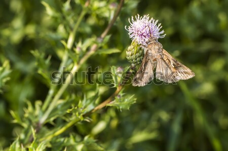 Srebrny gamma drzewo trawy Motyl skrzydełka Zdjęcia stock © Rosemarie_Kappler