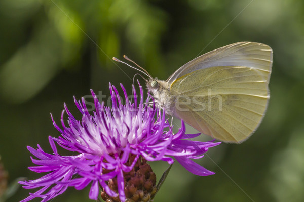 Stock photo: Cabbage butterfly (Pieris rapae)