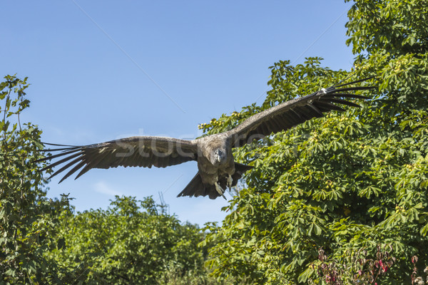 Andean condor (Vultur gryphus) Stock photo © Rosemarie_Kappler
