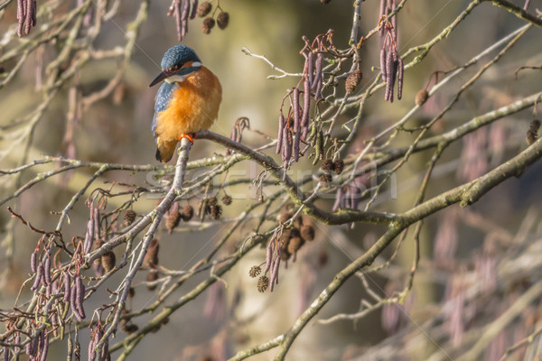 Ijsvogel vergadering tak natuur veer arm Stockfoto © Rosemarie_Kappler