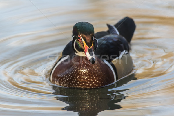 Acorn duck (Ais sponsa) Stock photo © Rosemarie_Kappler