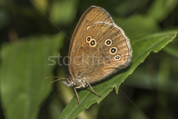 Ringlet (aphantopus Hyperantus) Stock photo © Rosemarie_Kappler