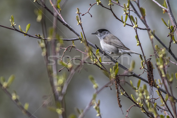 Blackcap (Sylvia atripacilla) Stock photo © Rosemarie_Kappler