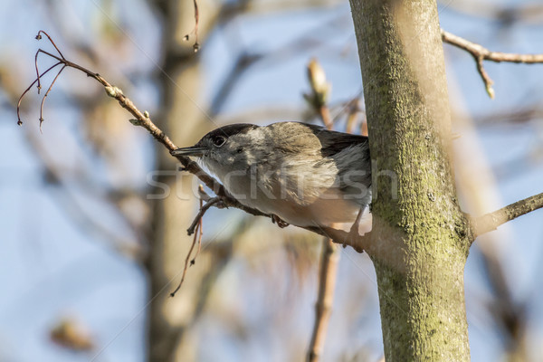 Blackcap (Sylvia atripacilla) Stock photo © Rosemarie_Kappler