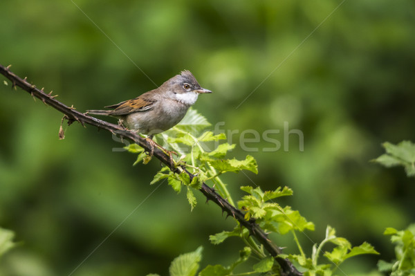 Natura uccello piuma animale seduta fauna selvatica Foto d'archivio © Rosemarie_Kappler