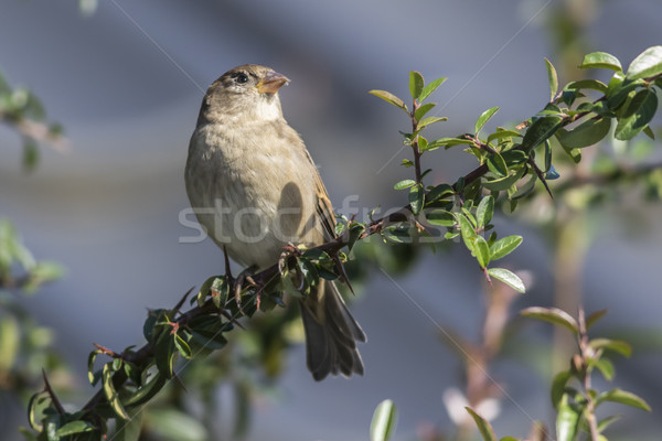 House sparrow (Passer domesticus) Stock photo © Rosemarie_Kappler