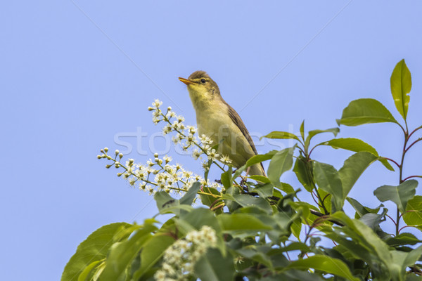 Melodious warbler (Hippolais polyglotta) Stock photo © Rosemarie_Kappler