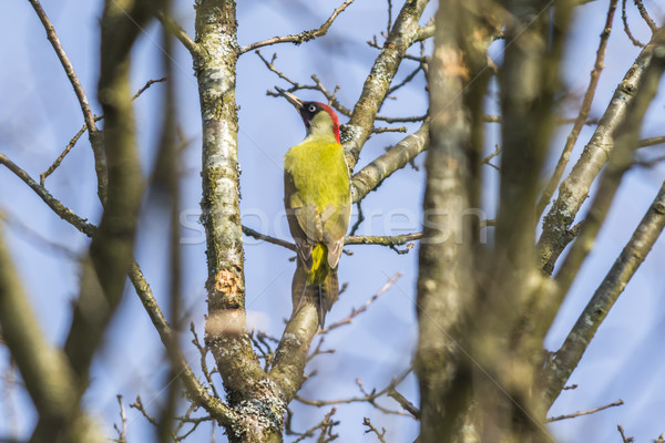 Green woodpecker (Picus viridis) Stock photo © Rosemarie_Kappler