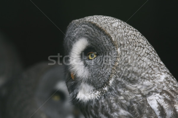 Great grey owl (Strix nebulosa) Stock photo © Rosemarie_Kappler