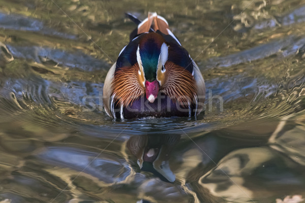 Foto stock: Mandarim · pato · rio · água · paisagem · pássaro