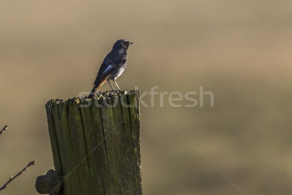 Stock photo: Black redtail (Phoenicurus ochrurus)