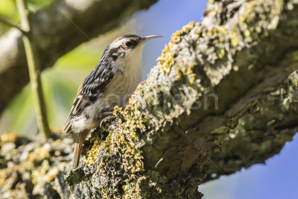 Stock photo: Common treecreeper (Certhia familiaris)