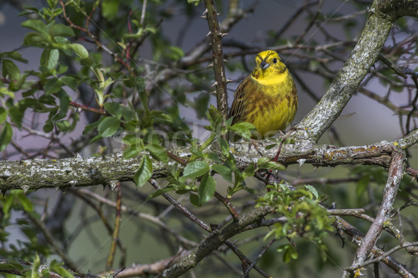 Vergadering tak landschap veer dier arm Stockfoto © Rosemarie_Kappler