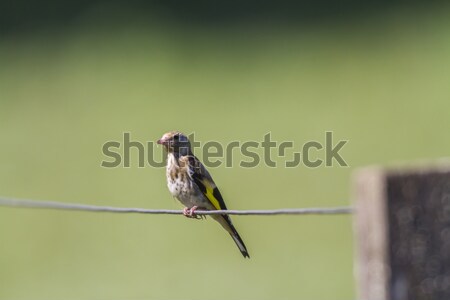 Stock photo: Goldfinch (Carduelis carduelis)